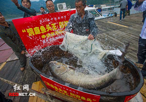 被打撈上來的百斤雄魚王猛烈扭動(dòng)著軀體，激起巨大的水花，讓人們不由得驚嘆它強(qiáng)悍的體力。