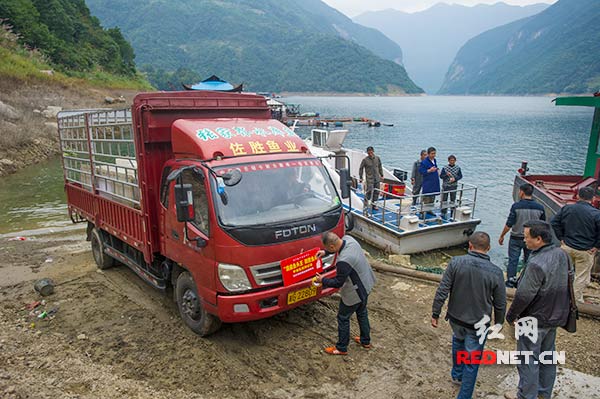 在江埡水庫(kù)的岸邊，裝載著雄魚王的水廂式卡車即將啟程，趕往長(zhǎng)沙。